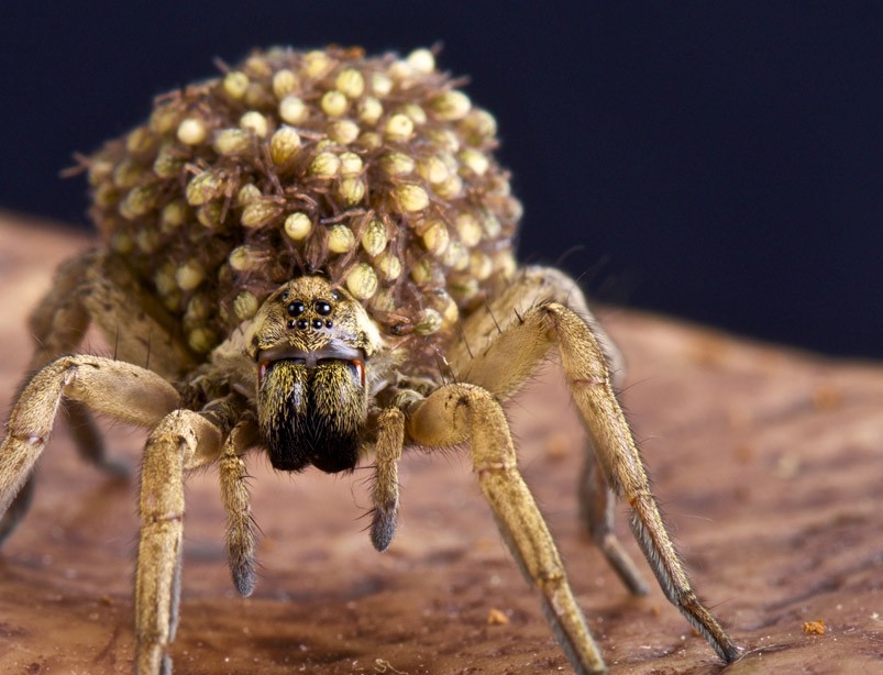 Wolf Spider with eggs
