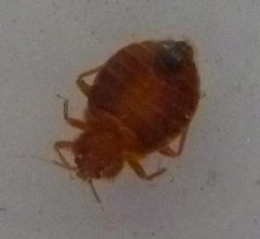 Bed Bug1