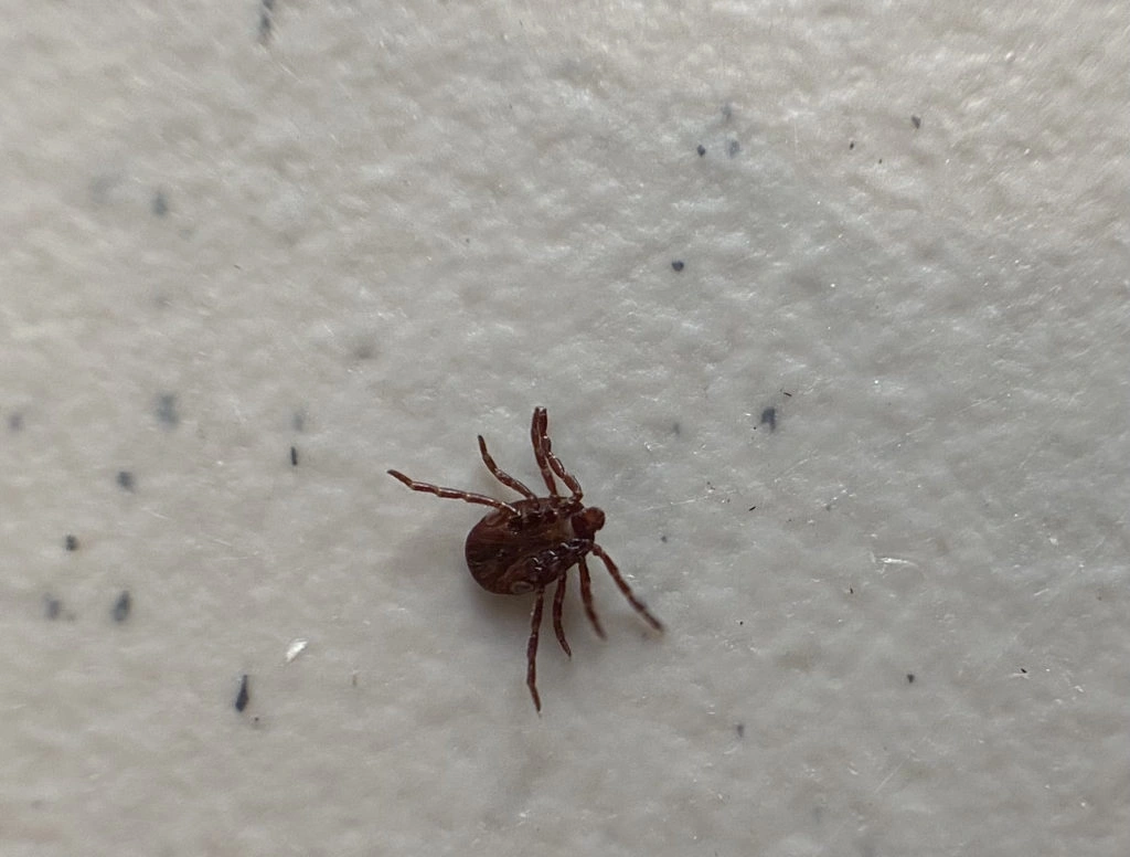 Dead tick on a white rock