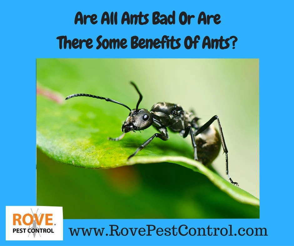 ants, benefits of ants, are ants beneficial,