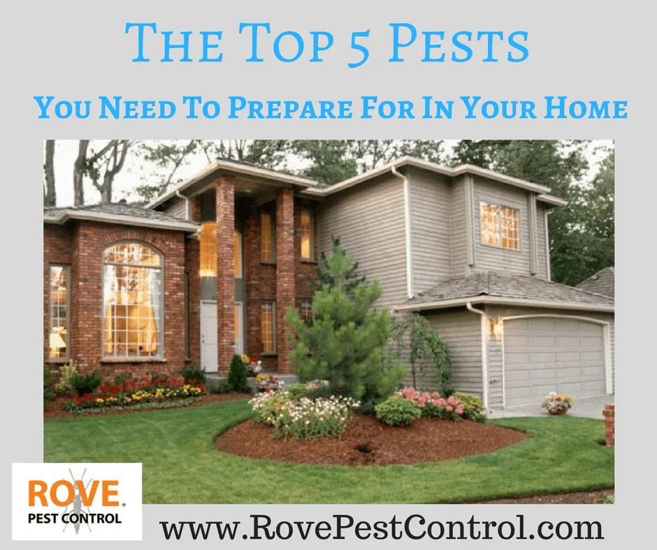 The top 5 pests, pest control, pest control tips, wasps, wasp, mice, mouse, rodent, ants, ant, bed bugs, termites, how to get rid of bed bugs, how to get rid of mice, how to get rid of ants, how to get rid of termites