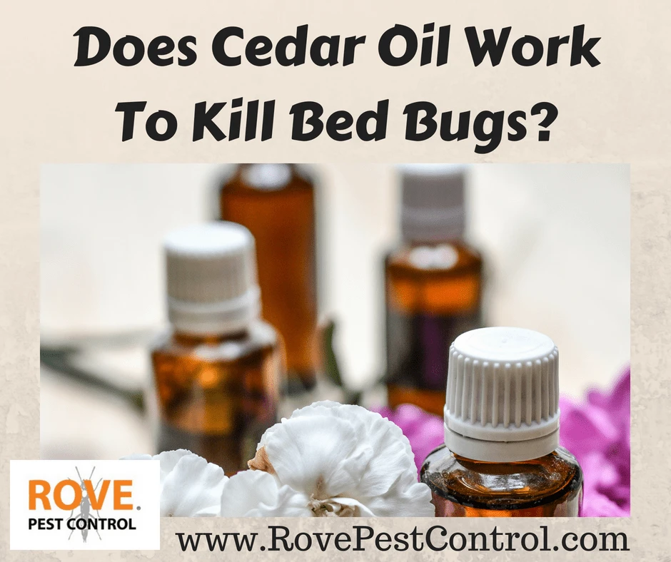 Does Cedar Oil Work To Kill Bed Bugs, cedar oil, does cedar oil work, does cedar oil kill bed bugs, does cedar oil kill lice, does cedar oil kill pests, natural pest control,