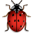 Cartoon ladybug (asian beetle)