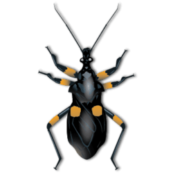 cartoon assassin bug