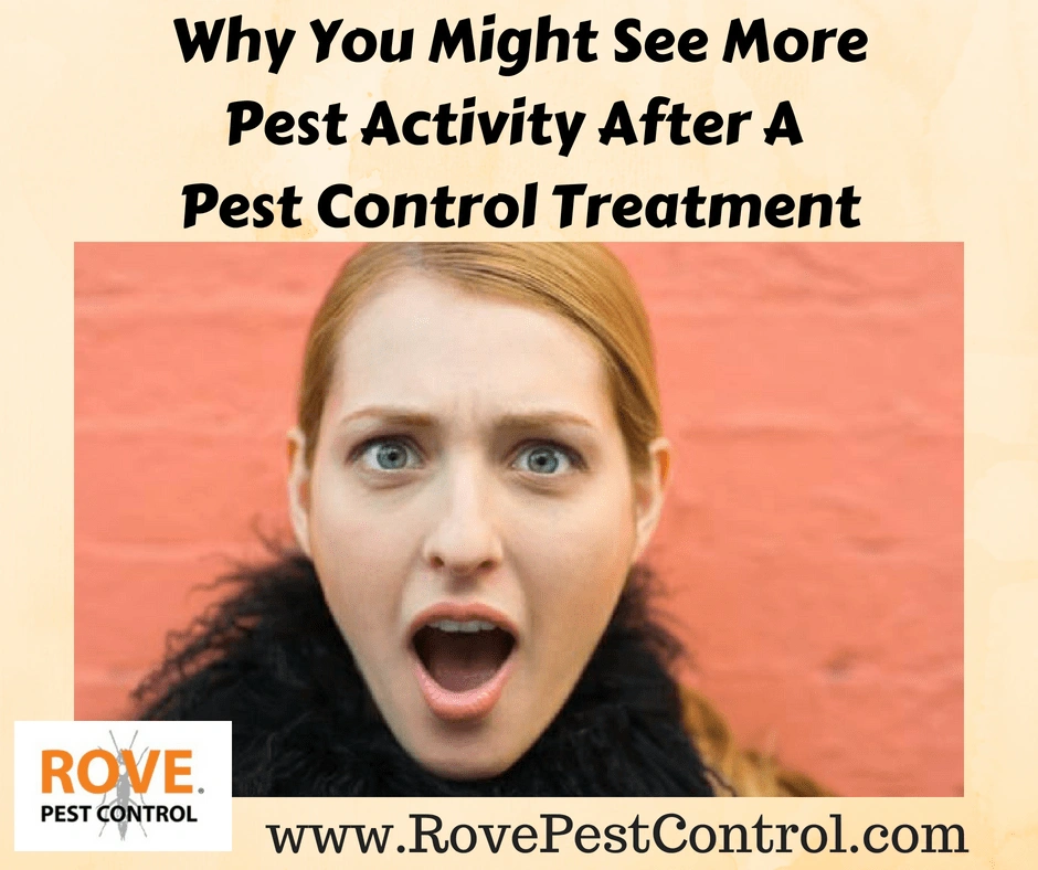 Why you might see more pest activity after a pest control treatment, pests, pest control, pest activity, pest control treatment, pest control service, pest control tips,