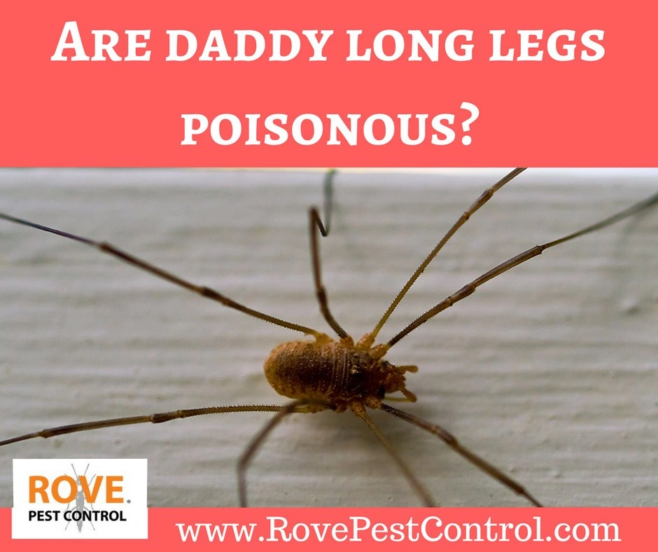 are spiders poisonous, are daddy long legs poisonous, are daddy long leg spiders poisonous