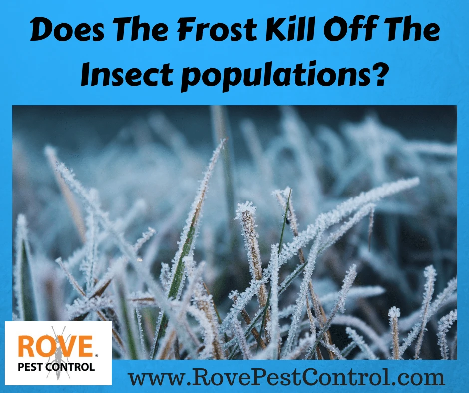 Does The Frost Kill Off The Insect populations, pest, pests, pest control, pest control tips, does cold kill off insects, does winter kill off insects,