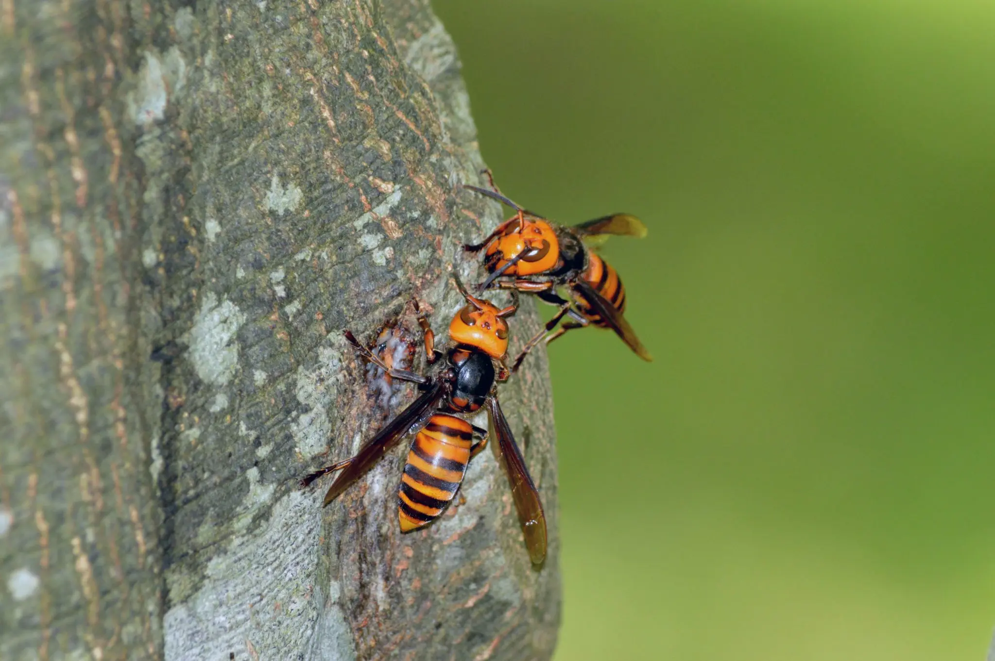 Hornets on a tree