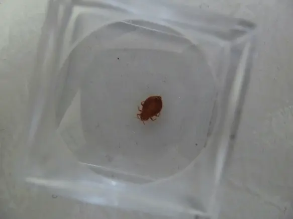 bed bug image in a glass