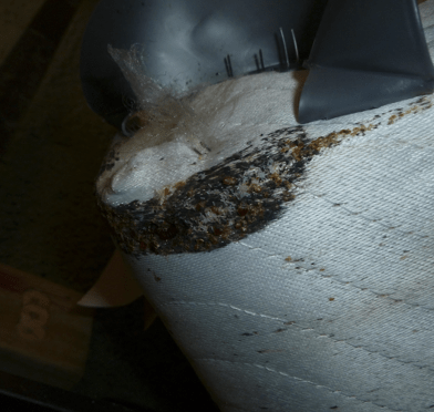 bed bug control