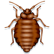 Cartoon bed bug