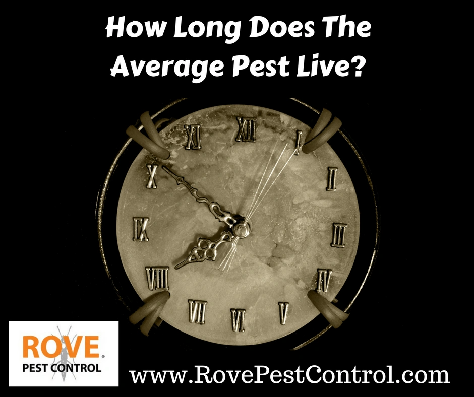 How long does the average pest live, how long do ants live, how long to spiders live, how long do mice live, how long do bed bugs live, how long do cockroaches live, how long do pests live,