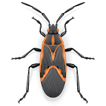 Cartoon elder bug