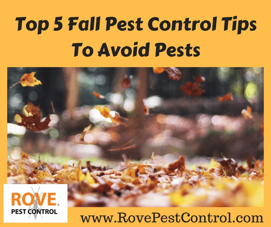 pest control, fall pest control, fall pest control tips, pest control tips, tips for fall pest control, avoid pests, avoid pests in the fall, how to get rid of fall pests, pest removal, fall pest removal,