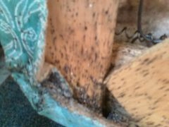 bed bug treatment of infestation