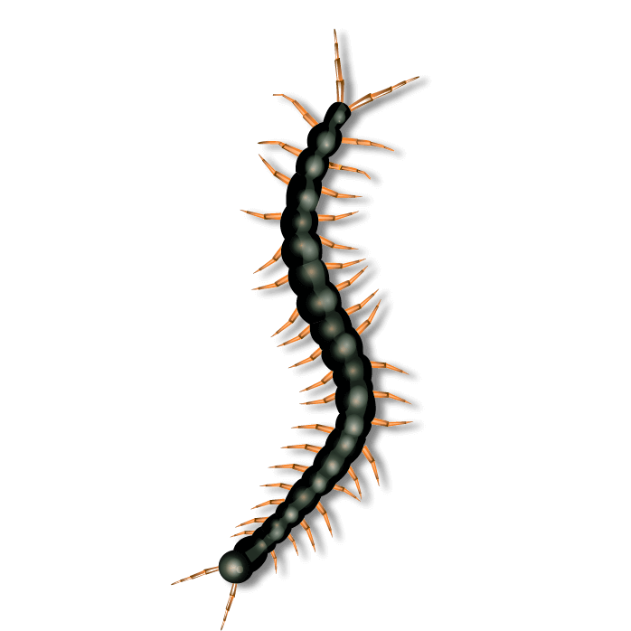 Vertical black cartoon centipede