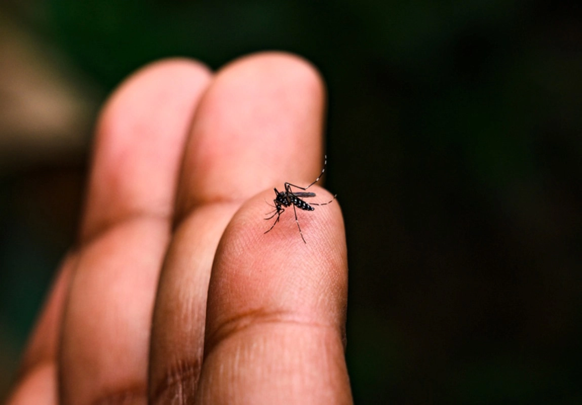 Tiny mosquito on a finger