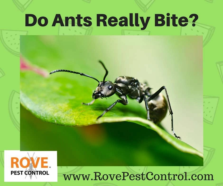 Do ants bite, what ants bite, what ants sting, what ants are dangerous,