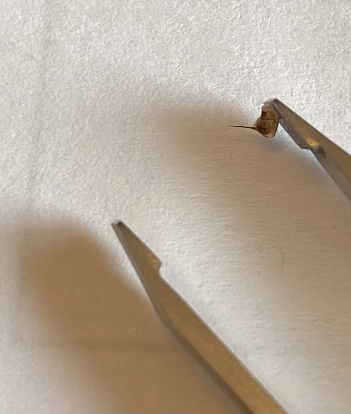 Close up of end of tweezers on white background