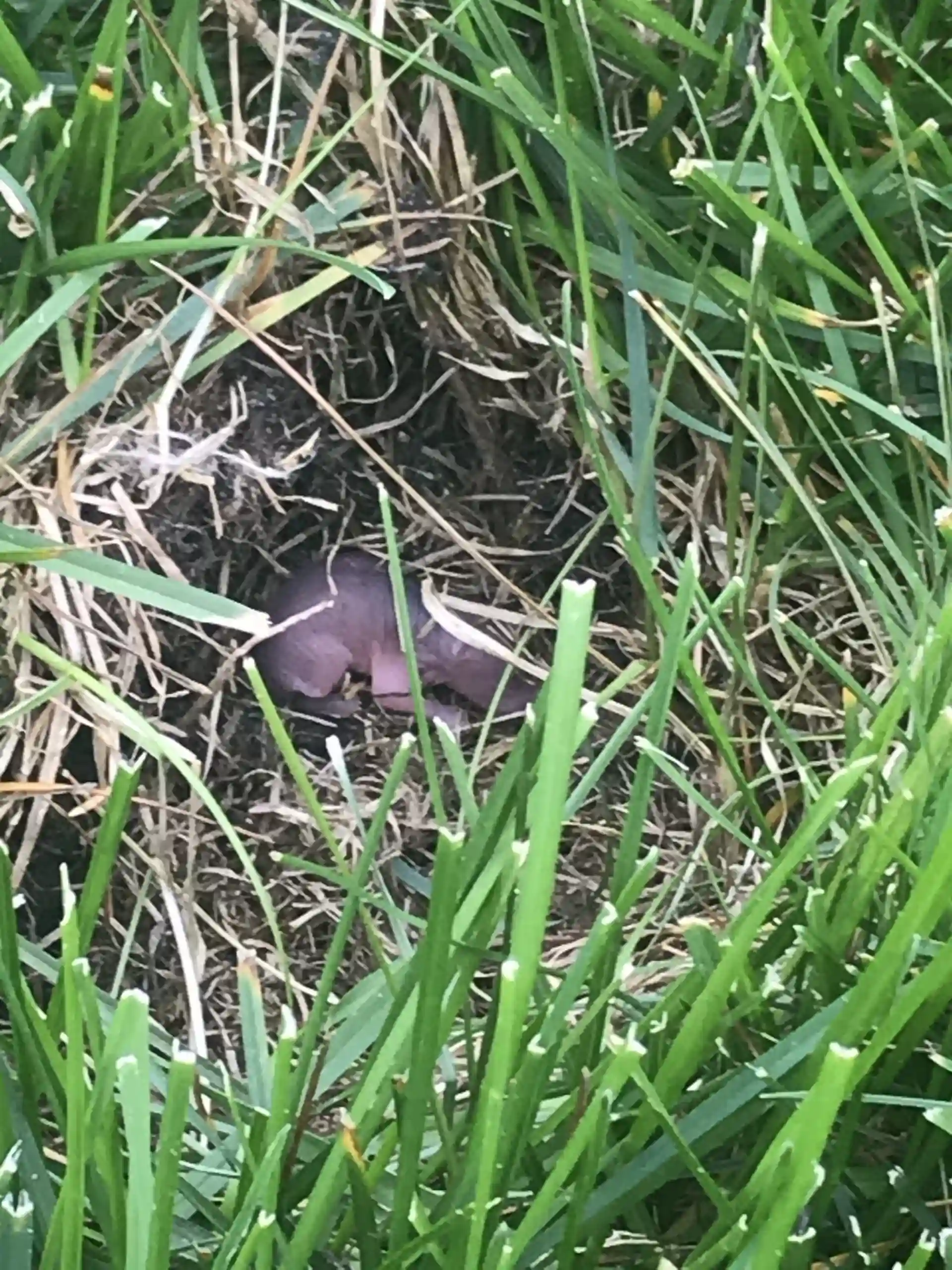 baby rodent in grass