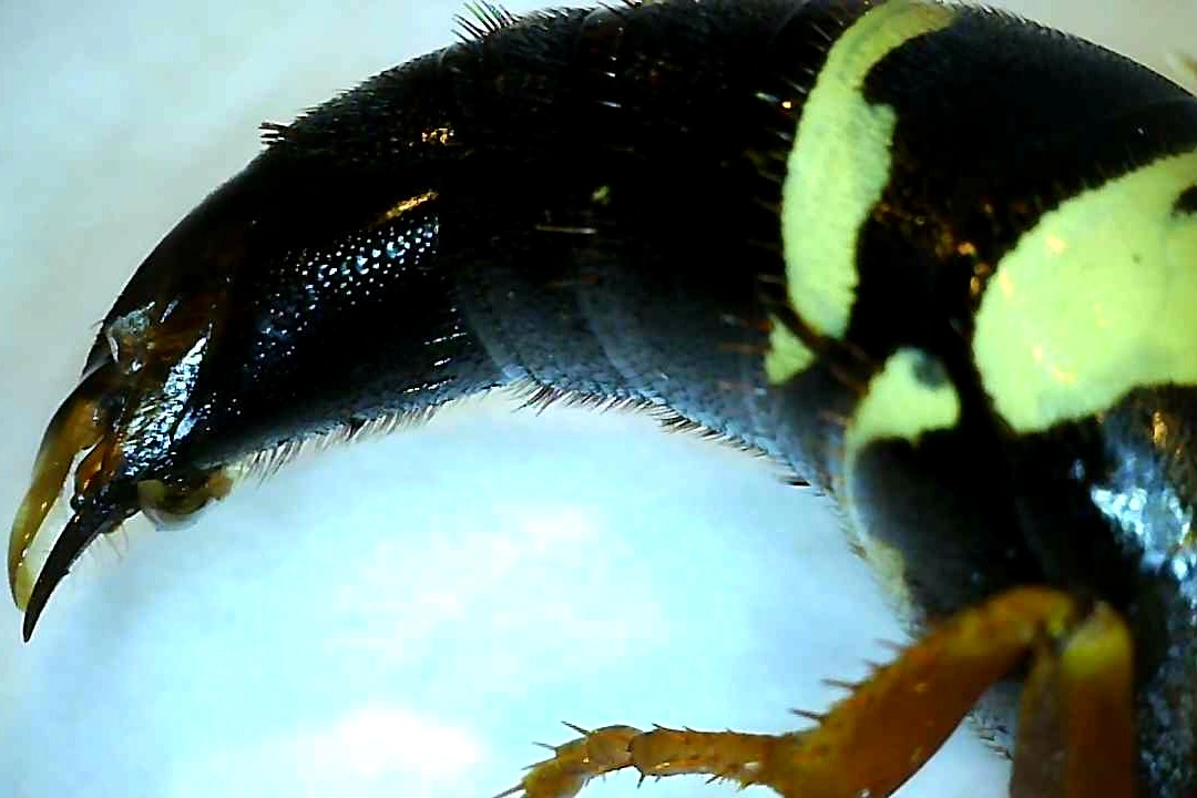 Close up stinger of a bug