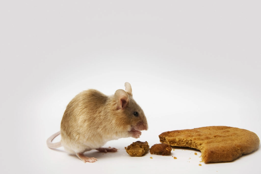 Mouse eating cookie on white background