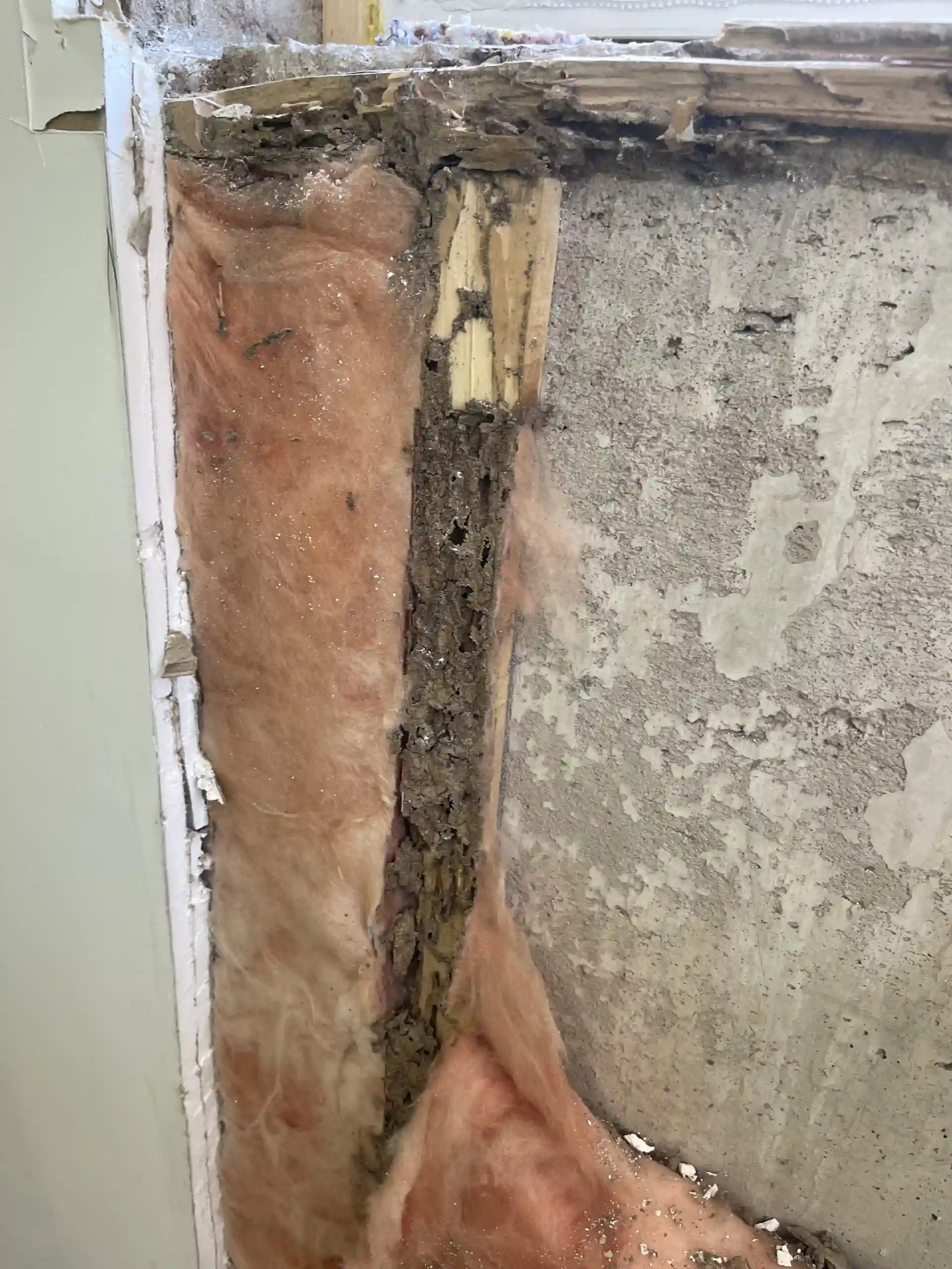 Wood rot from bugs