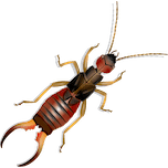 Cartoon earwig