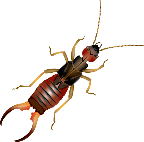 Zoomed in cartoon earwig