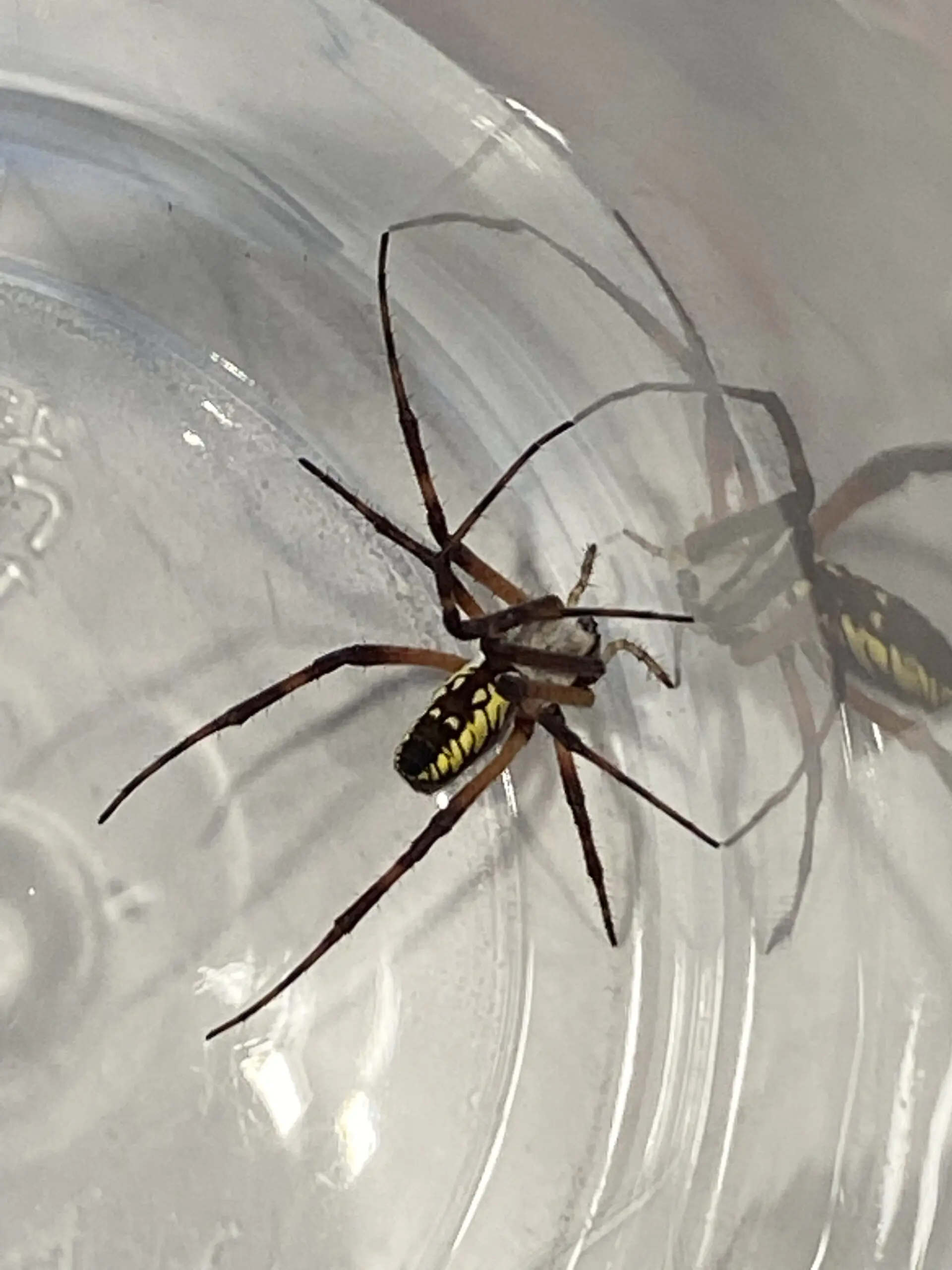 Yellow and black spider in a jar