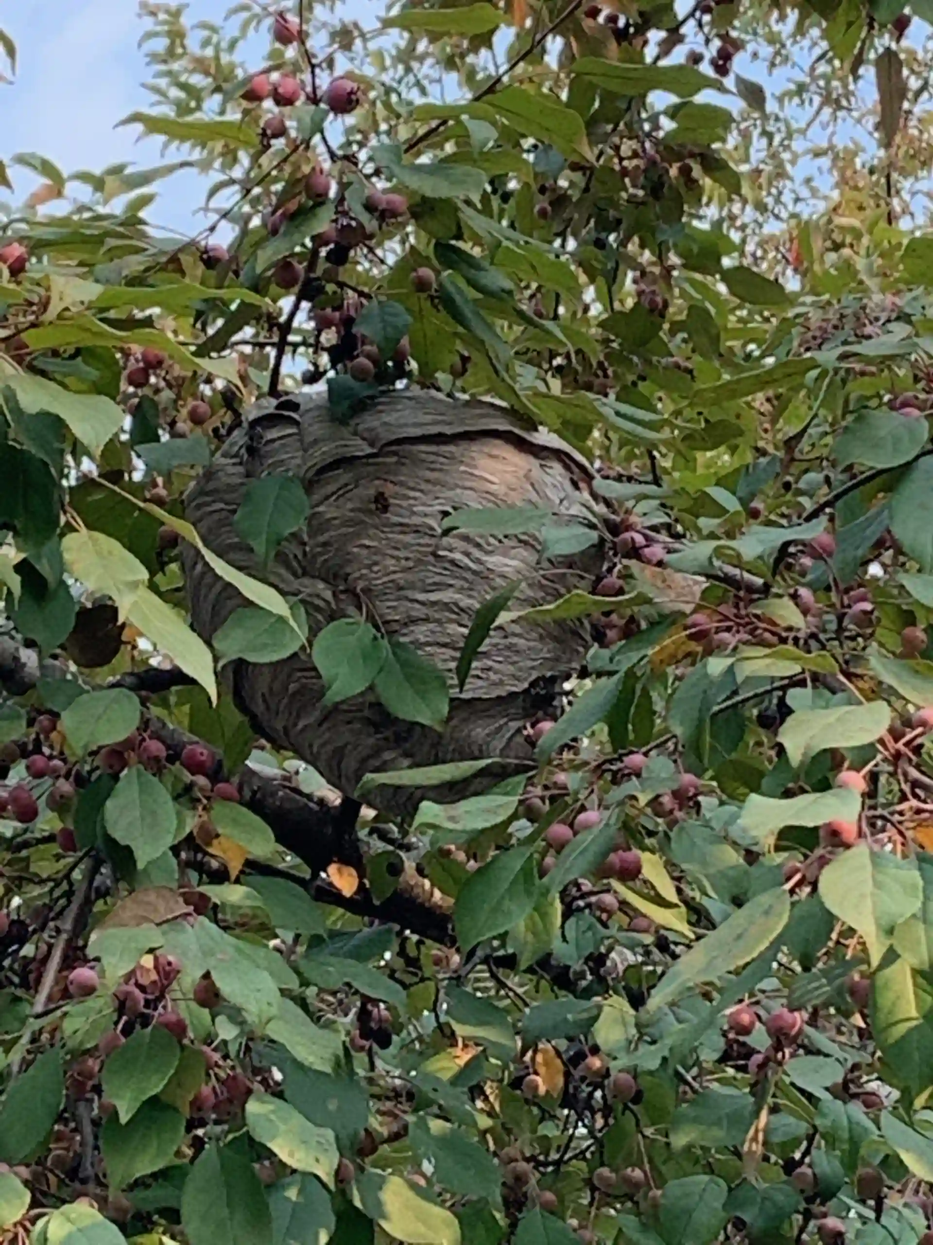 Beehive in a tree