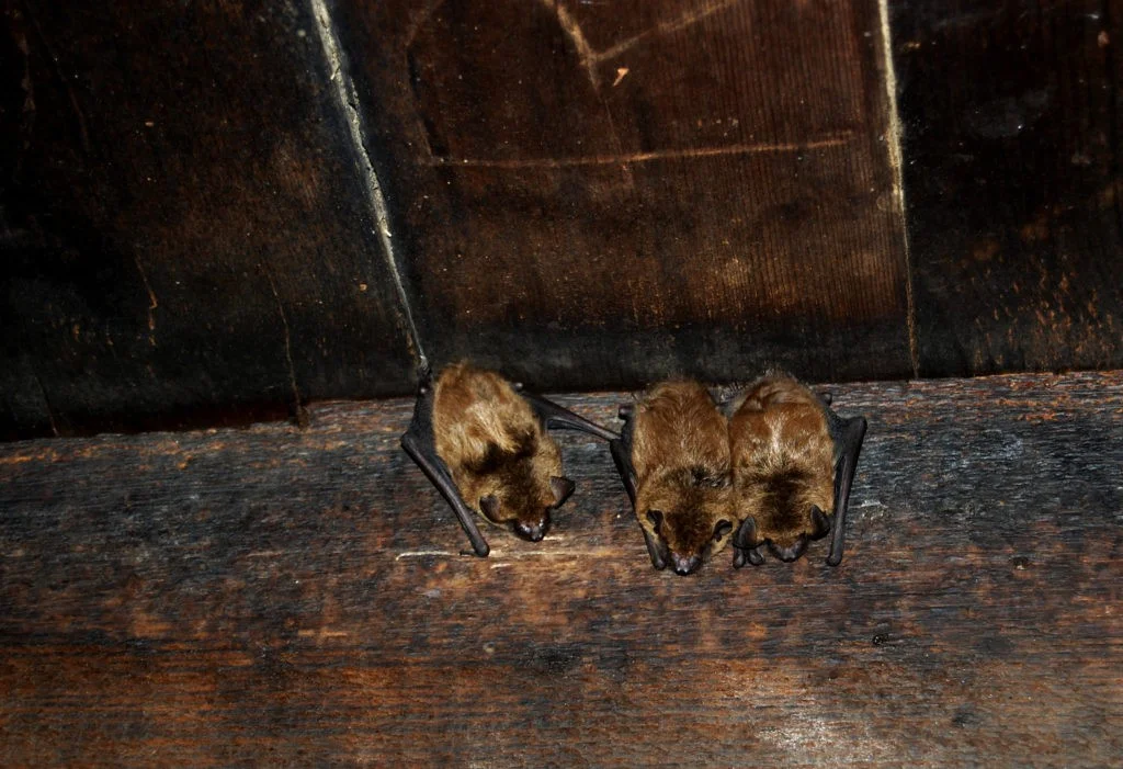 Three bats hanging in a roof