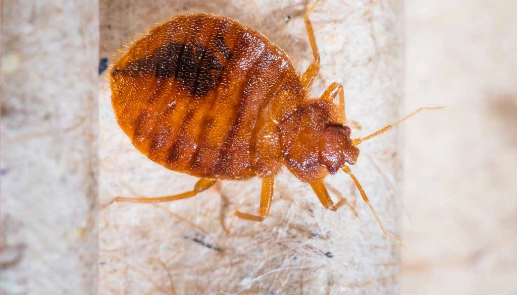 Close up image of a bedbug on skin