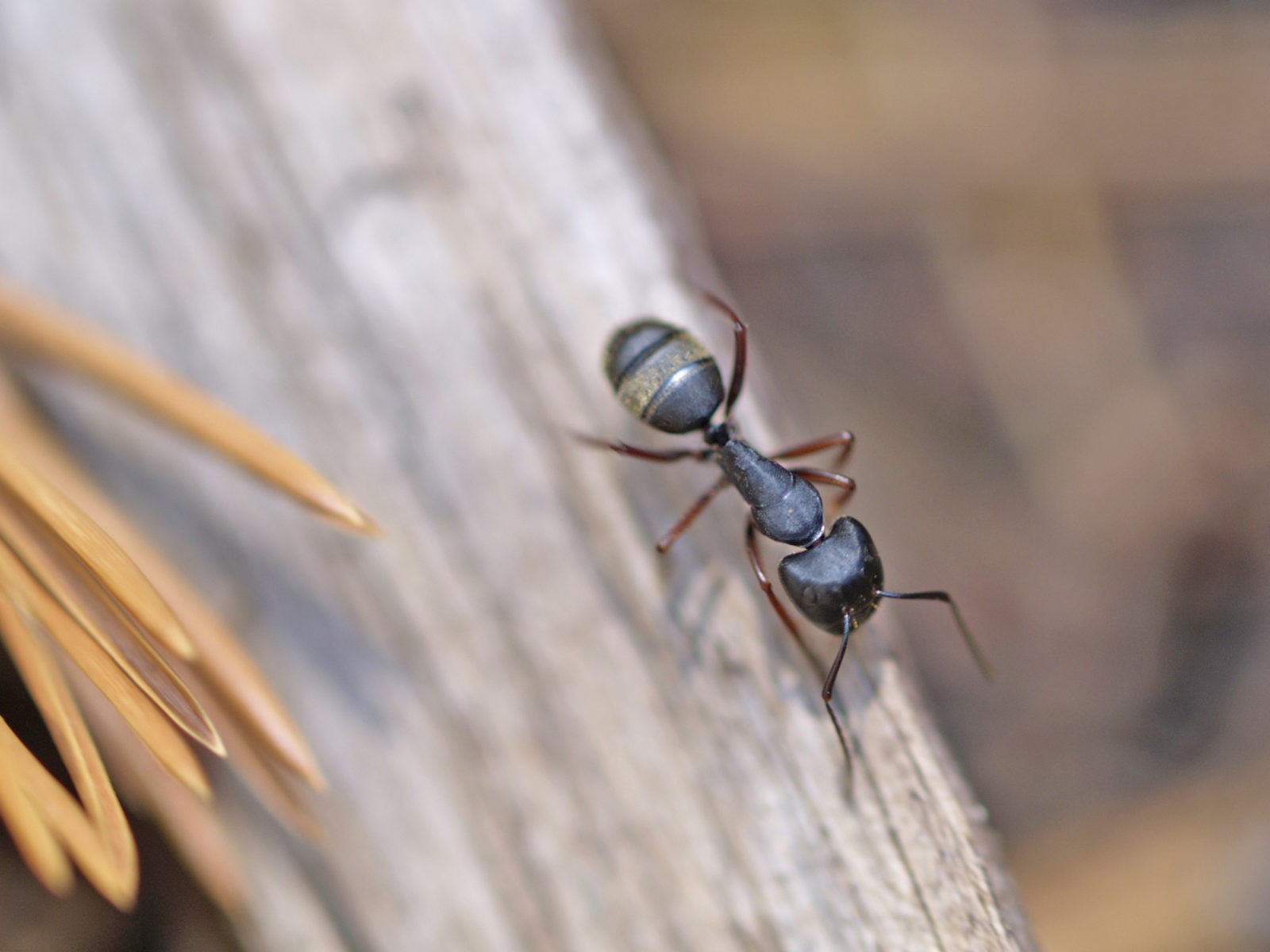 Ant on a stick