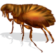 A cartoon flea