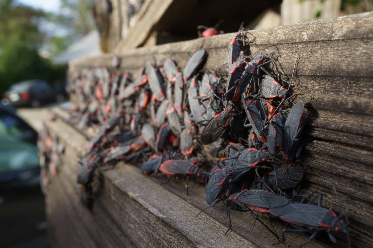 Box Elder bug large breeding infestation group on wood fence