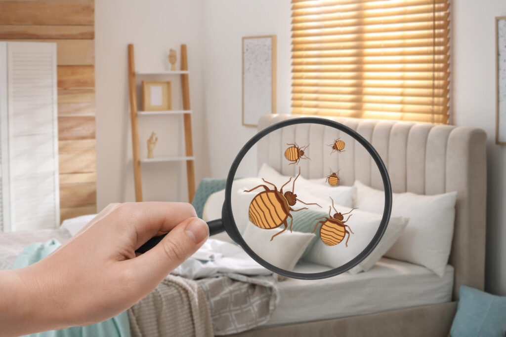 How to Identify a Bed Bug