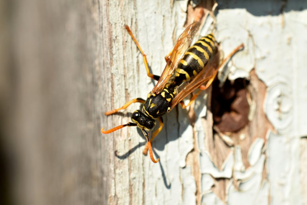 Wasp basking sitting on an old board.