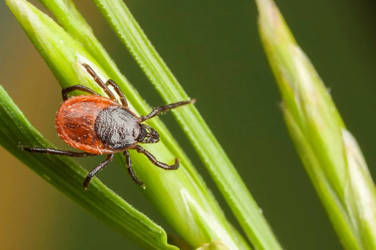 Closeup of tick on a plant leaf.