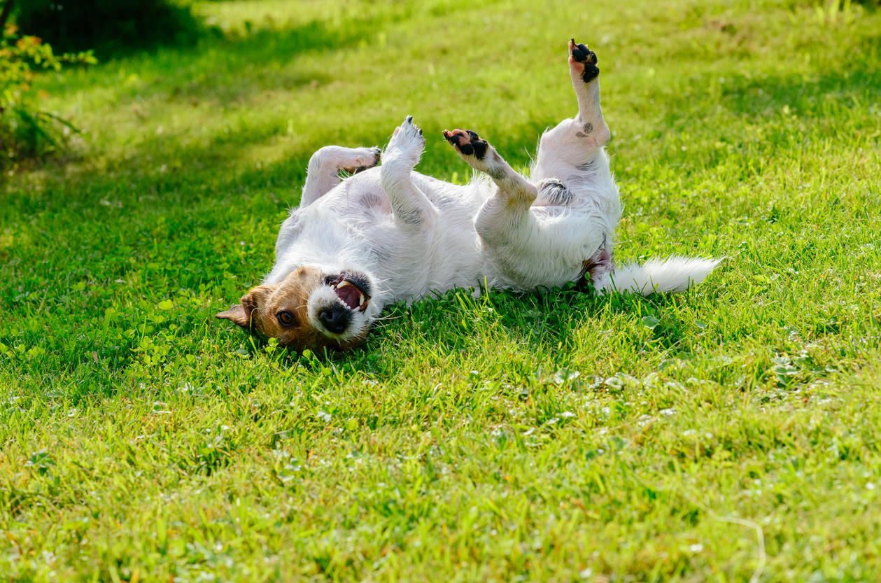 dog rolling around in yard