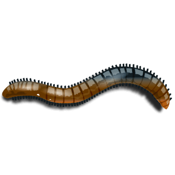 Cartoon millipede