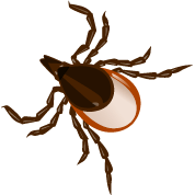 Cartoon tick