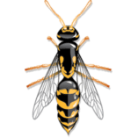 Cartoon wasp