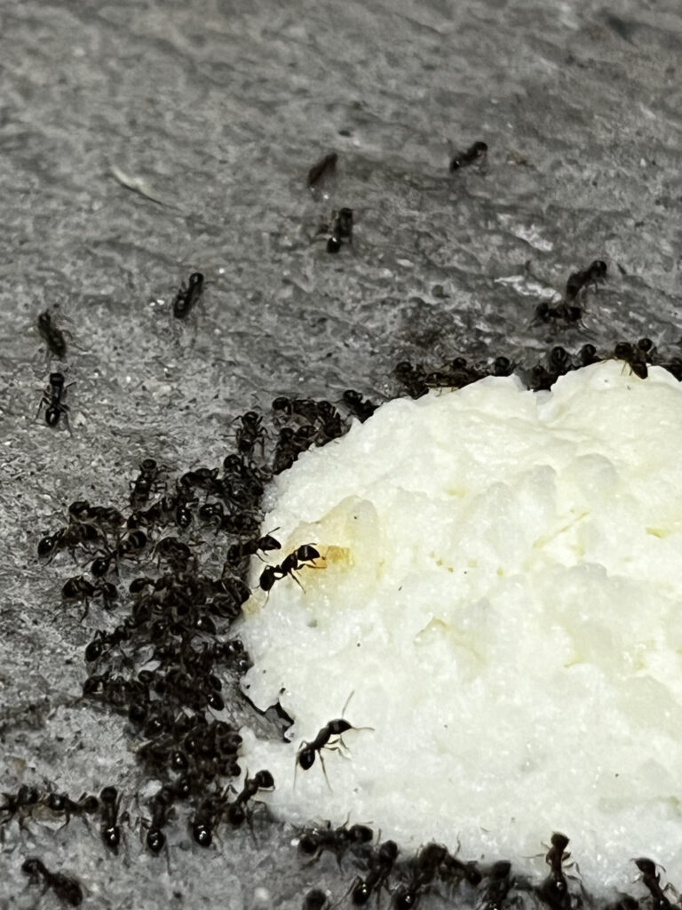 Closeup of ants feeding on whipped cream on cement surface 