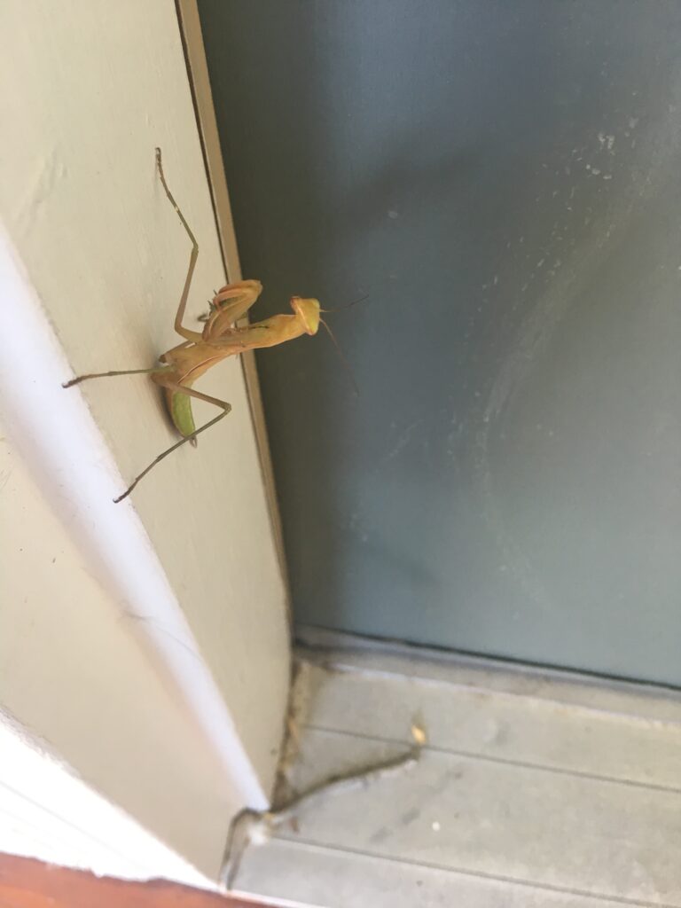 Closeup of praying mantis on door frame