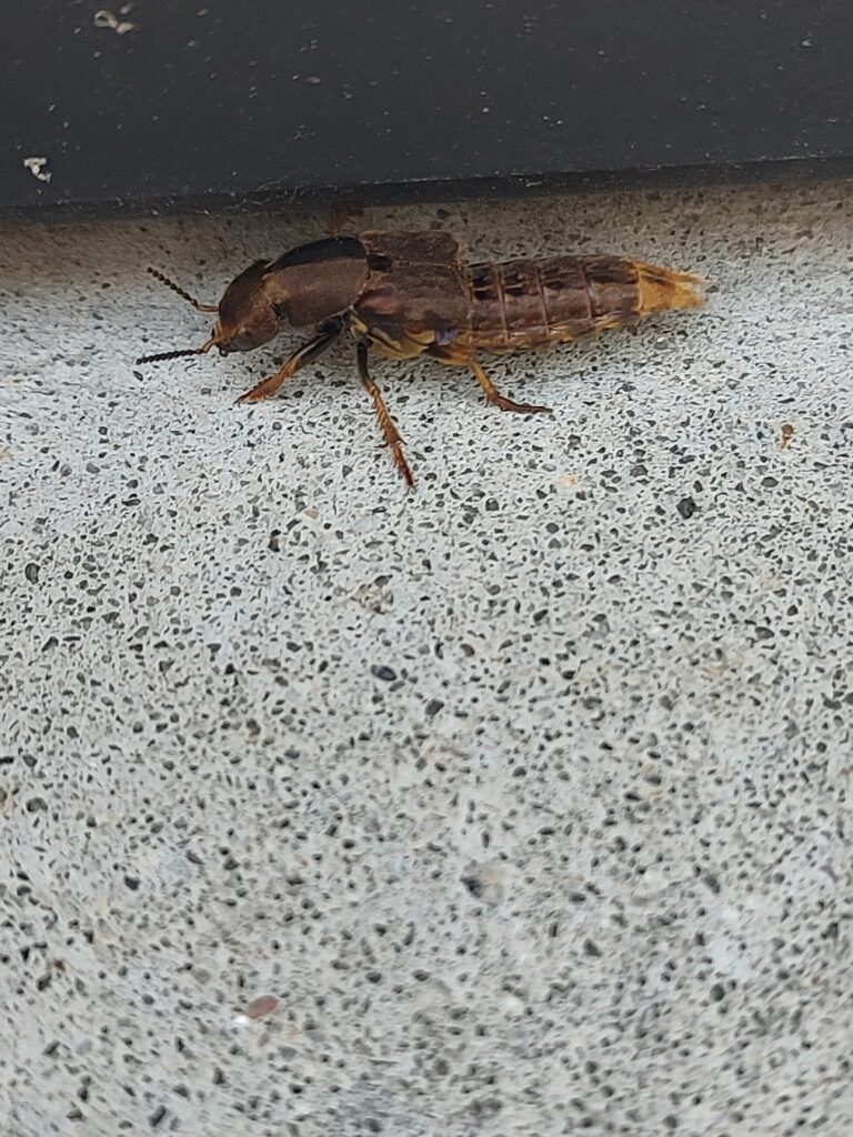 Close-up of a brown rove beetle with segmented body and antennae on a concrete surface