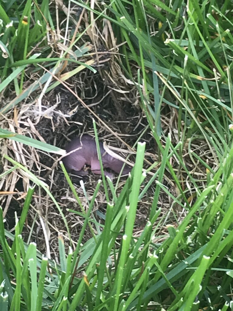 a small, pink, hairless creature, likely a newborn rodent, nestled in a bed of dry grass and dirt. The creature's tiny size and vulnerable appearance suggest it may be a recently born vole or other small rodent.