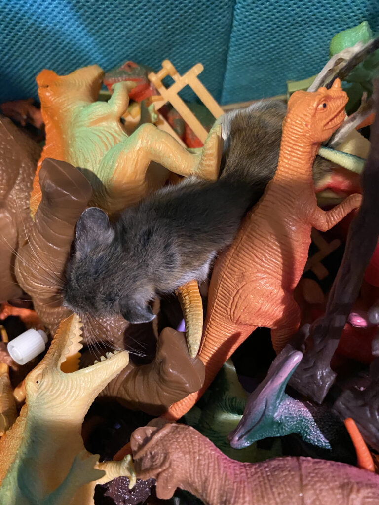 a small, furry animal, likely a mouse or rat, nestled among a collection of plastic dinosaur toys. The rodent's grey and brown fur blends with the surrounding toys, creating a sense of camouflage. The dinosaurs, in various colors and poses, appear to be part of a child's playset. The scene is set against a blue fabric background, possibly a storage bin or play area. The juxtaposition of the real animal with the toy dinosaurs creates a unique and intriguing visual contrast.