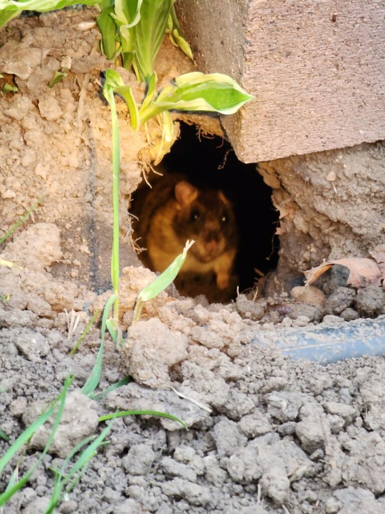 a small rodent, likely a rat or mouse, emerging from a hole in the ground. The rodent has brown fur and is surrounded by dirt and debris. A green plant is visible in the top-left corner, and a blue object is partially buried in the dirt to the right of the hole.