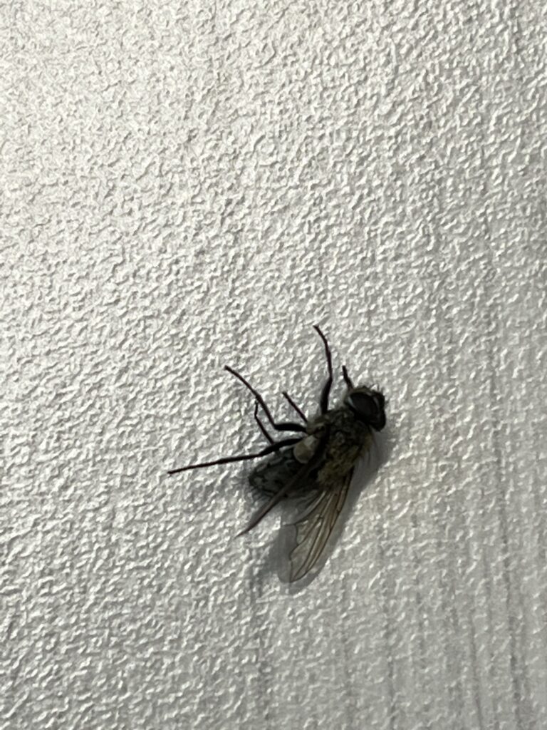 A close-up image of a fly on a white wall, showcasing its intricate details and textures. The fly's shadow is cast on the wall, adding depth to the image. The white wall provides a clean and simple background, allowing the fly to be the main focus. The image invites the viewer to appreciate the tiny creature's beauty and complexity.